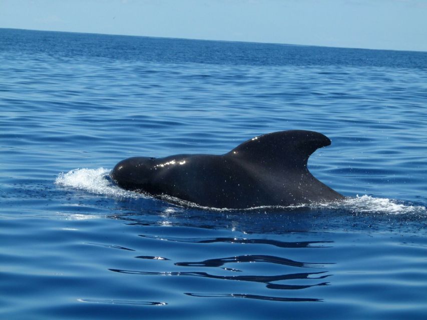 Tenerife: Sailing Excursion with Whale and Dolphin Watching - Sandwiches, fruit, and drinks on deck
