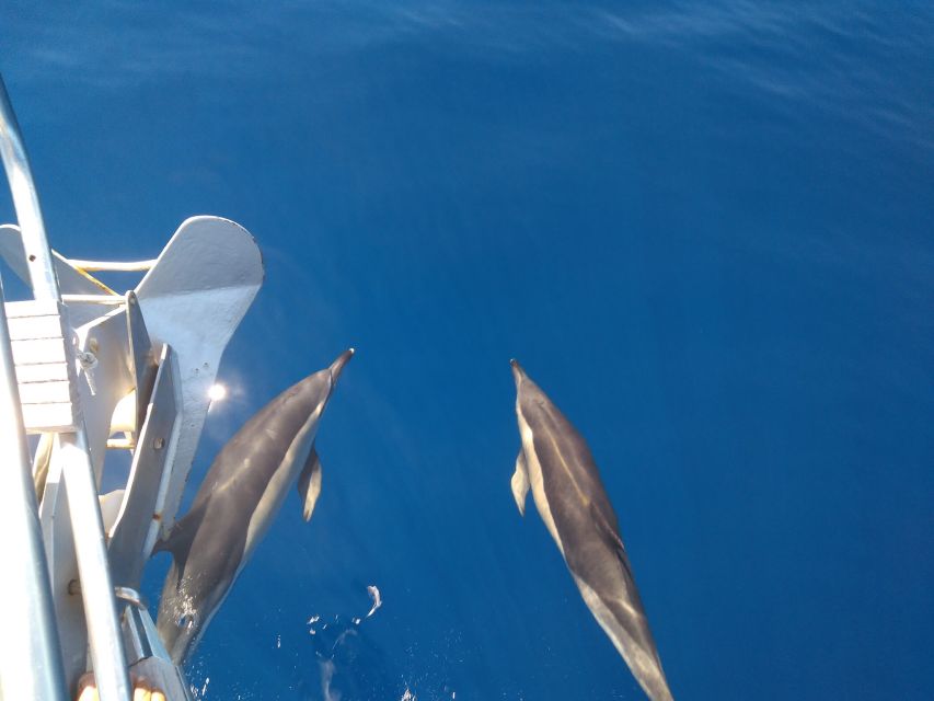 Tenerife: Teide National Park and Dolphins Sailboat Tour - Should you book the Teide and dolphin tour?