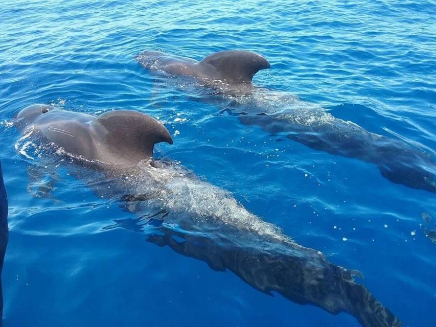 Tenerife: Teide National Park and Dolphins Sailboat Tour - From hotel pickup to Tenerife’s volcanic heart