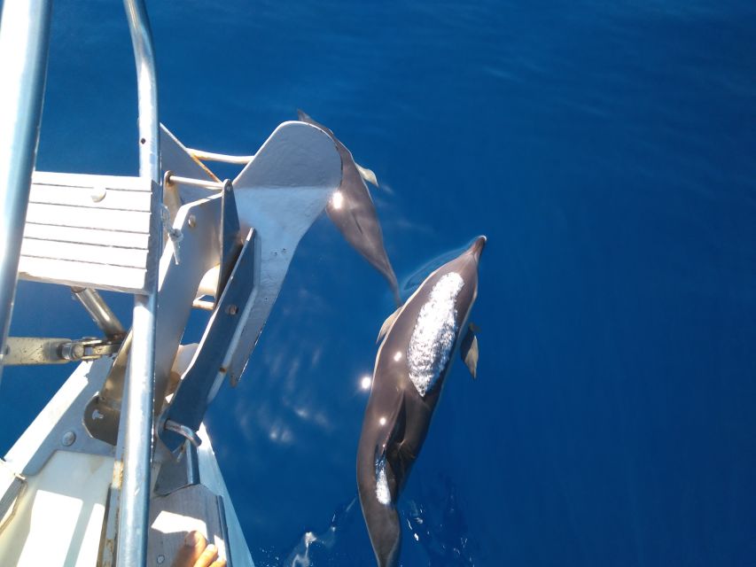 Tenerife: Teide National Park and Dolphins Sailboat Tour - Practical tips for a smoother day