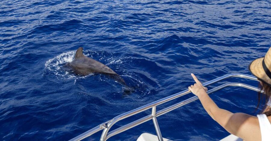 Tenerife: Whale and Dolphin Watching Tour by Sailboat - Key points at a glance