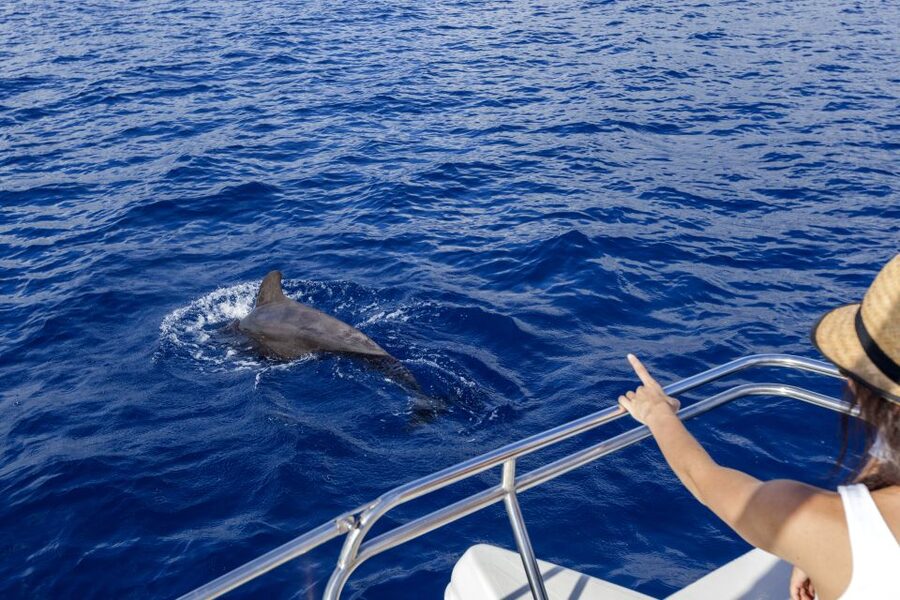 Tenerife: Whale and Dolphin Watching Tour by Sailboat - Three hours along Costa Adeje