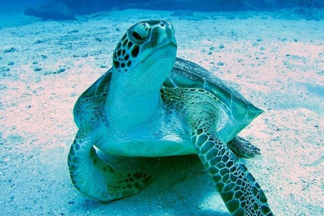 Tropical Catamaran Snorkeling & Sailing - The crew shapes the day