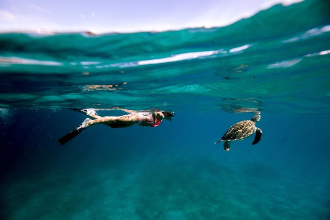 Turtle Cove Catamaran Snorkel and Sail at Little Buck Island STT - Quick facts about Turtle Cove