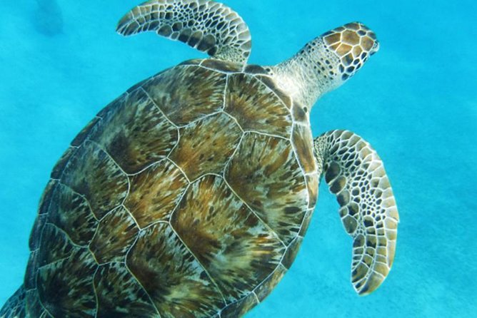 Turtle Cove Catamaran Snorkel and Sail at Little Buck Island STT - Who should book this outing?