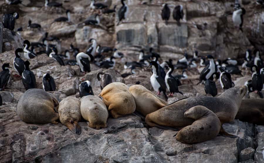 Ushuaia: Catamaran Sailing to Penguin Island - Why Martillo Island is worth the long ride
