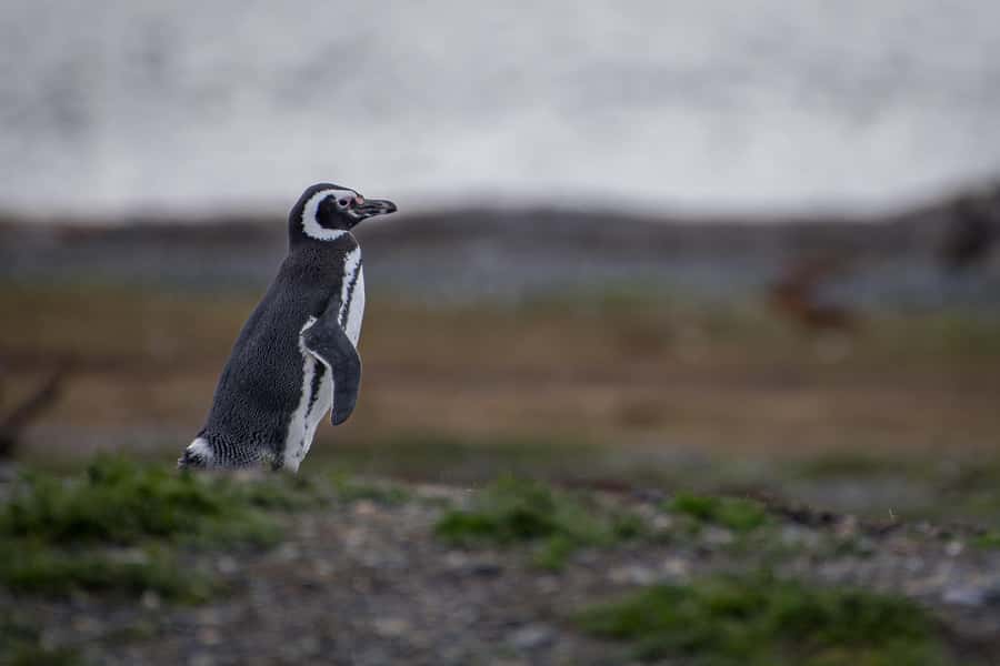 Ushuaia: Catamaran Sailing to Penguin Island - Comfort, access, and what to pack