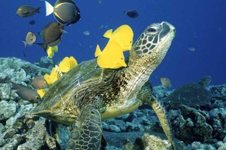 Waikiki Beach: Turtle Snorkeling and Sailing on Hāwea - Starting behind the Duke Kahanamoku Statue