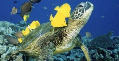 Waikiki Beach: Turtle Snorkeling and Sailing on Hāwea