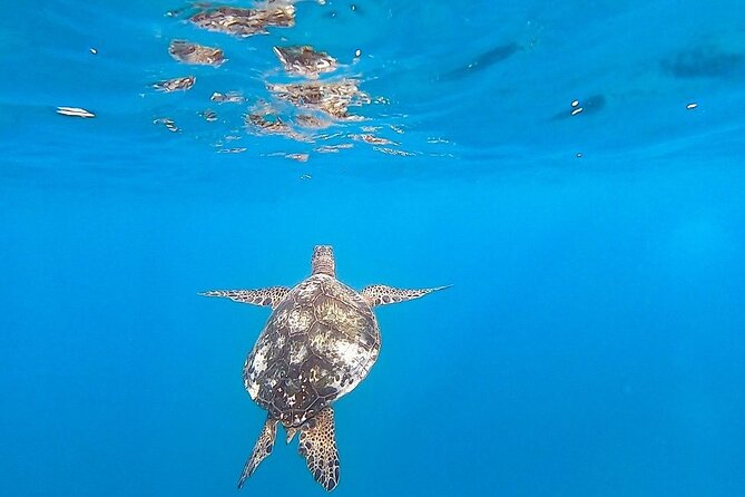 Waikiki Turtle Snorkel and Sail on Hawea Catamaran - Practical Tips Before You Go