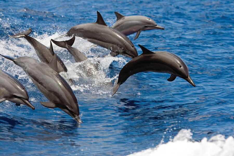 Waikoloa Catamaran Snorkel & Sail Adventure with Lunch - Snorkeling with turtles and reef life
