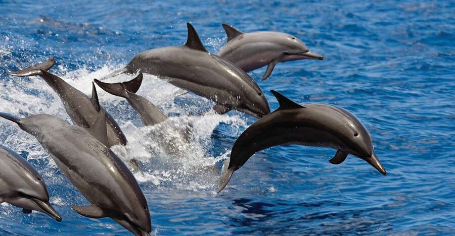 Waikoloa Catamaran Snorkel & Sail Adventure with Lunch - Who should book this Waikoloa outing?