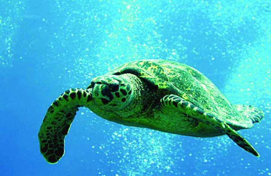 Waikoloa Catamaran Snorkel & Sail Adventure with Lunch - What the three-hour schedule feels like