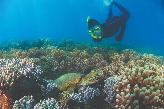 Wavedancer Low Isles Great Barrier Reef Sailing Cruise from Cairns - Turtles, clams, and the reef close to shore