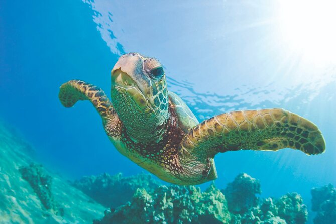 West Oahu Dolphin Watch and Snorkel Sail with Lunch - Key points before you book
