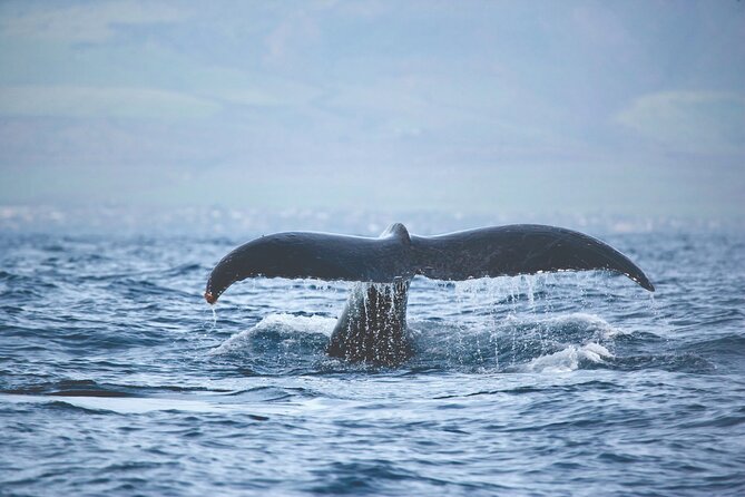 West Oahu Dolphin Watch and Snorkel Sail with Lunch - Pickup, timing, and motion sickness