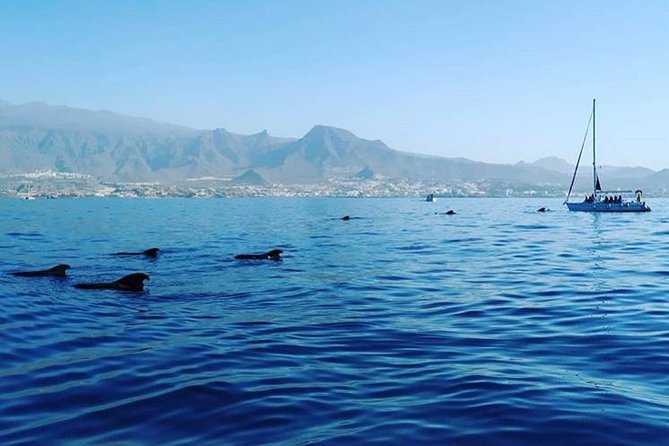 Whale and Dolphin Small Group Sailing from Tenerife South - A quieter bay for swimming and snorkeling