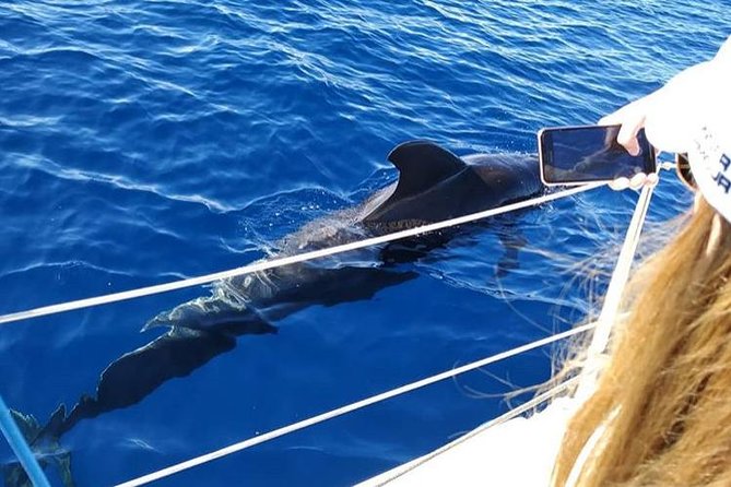 Whale and Dolphin Small Group Sailing from Tenerife South - Searching for pilot whales in Tenerife’s deep water