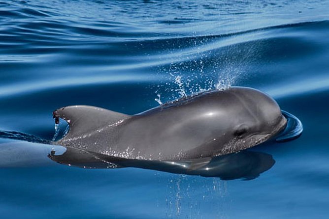 Whale and Dolphin Watching Sailing Boat with Drinks, Snacks and Swimming Time - What lunch and drinks really mean