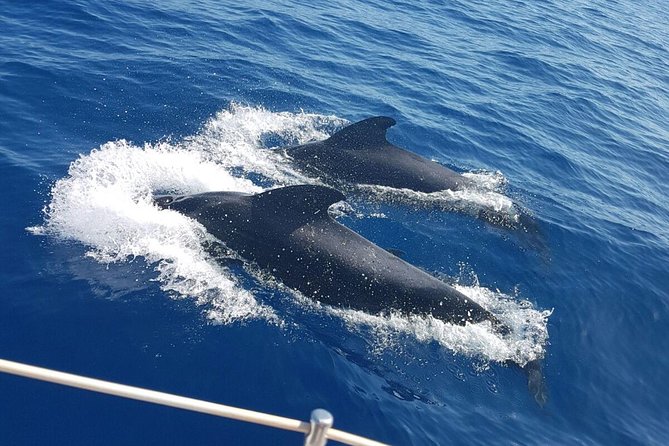 Whale and Dolphin Watching Sailing Boat with Drinks, Snacks and Swimming Time - Three hours along Tenerife’s south coast