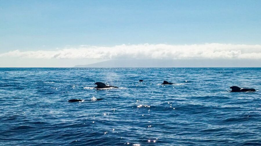 Whale and Dolphin Watching Sailing Tour – Los Gigantes (3H) - Who will enjoy this Los Gigantes boat trip?