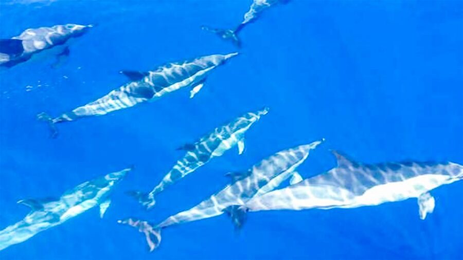 Whale and Dolphin Watching Sailing Tour – Los Gigantes (3H) - The Cliffs of the Giants from sea level