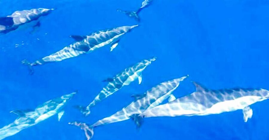 Whale and Dolphin Watching Sailing Tour – Los Gigantes (3H) - Watching whales and dolphins in the Teno-Rasca Marine Reserve