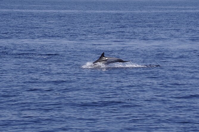 Whale & Dolphin Observation on Electric Sailing Boat in Denia - A quiet start from Dénia at 9:00 a.m.