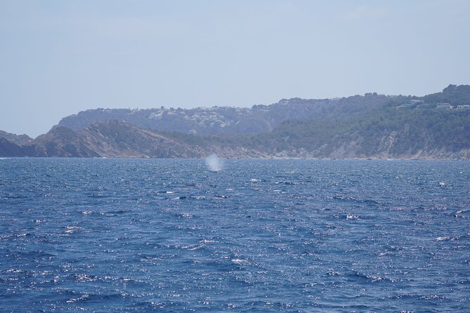 Whale & Dolphin Observation on Electric Sailing Boat in Denia - The electric boat changes the mood