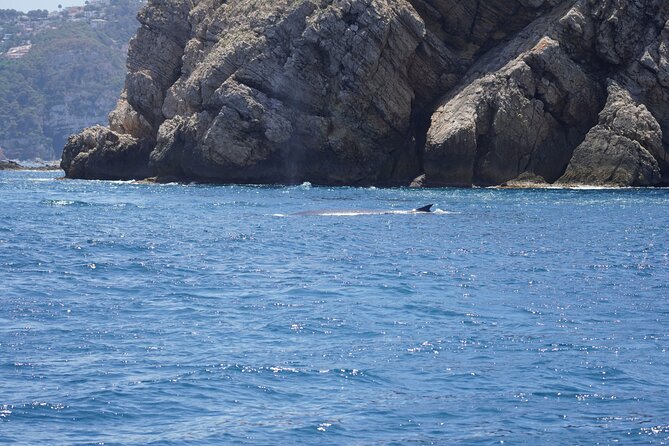 Whale & Dolphin Observation on Electric Sailing Boat in Denia - Families, children, and group comfort