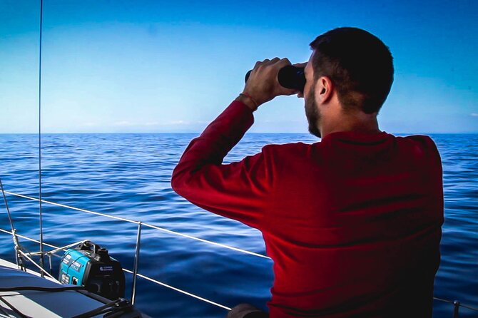 Whale & Dolphin Observation on Electric Sailing Boat in Denia - What you may actually see