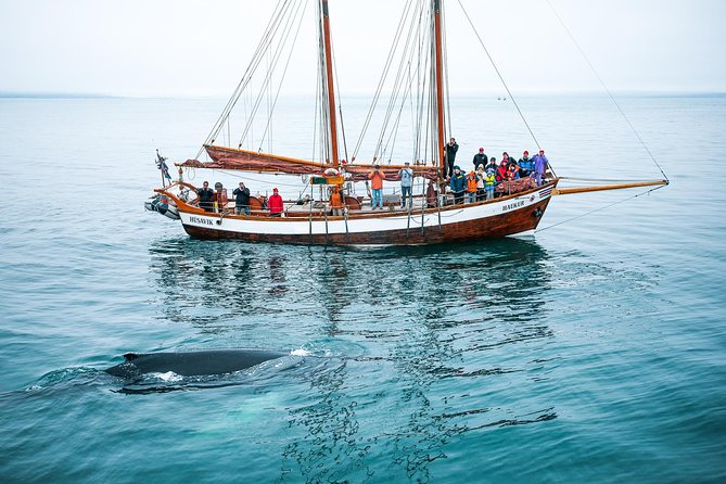 Whale Watching on a Traditional Oak Sailing Ship from Husavik - Sailing from Húsavík, Iceland’s whale-watching harbor