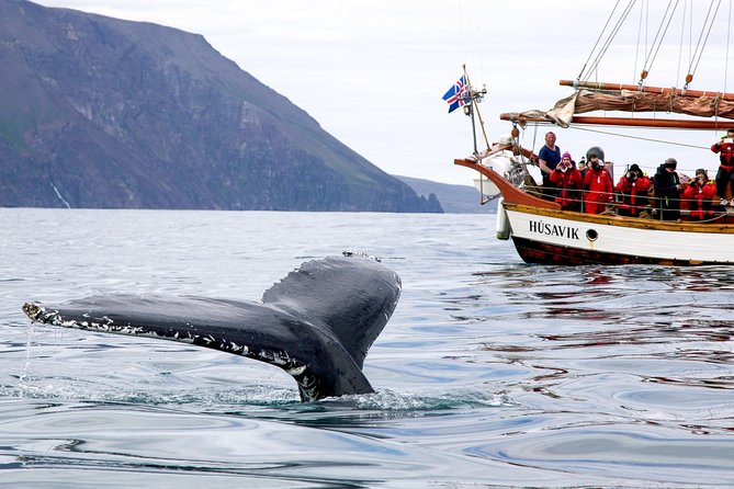Whale Watching on a Traditional Oak Sailing Ship from Husavik - Searching Skjálfandi Bay for humpback whales