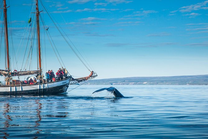 Whale Watching on a Traditional Oak Sailing Ship from Husavik - Weather determines the quality of the experience