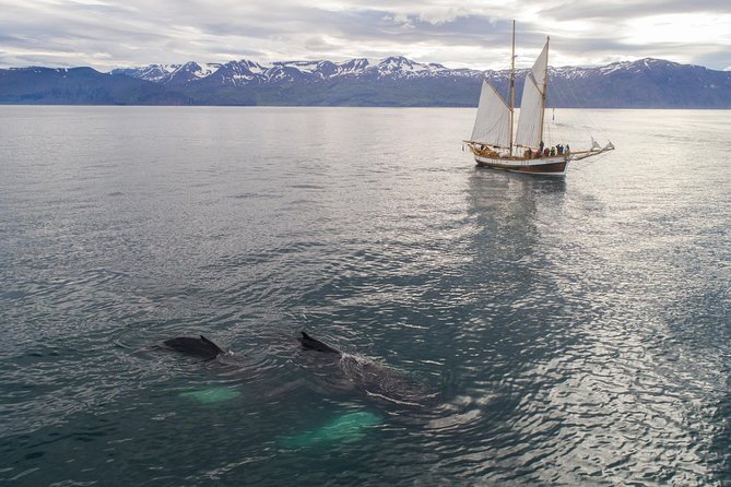 Whale Watching on a Traditional Oak Sailing Ship from Husavik - Cinnamon buns and hot chocolate on the return