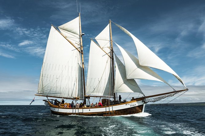 Whale Watching on a Traditional Oak Sailing Ship from Husavik - Is $106 a fair price?