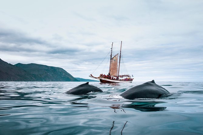 Whale Watching on a Traditional Oak Sailing Ship from Husavik - Who will enjoy this sailing tour most?