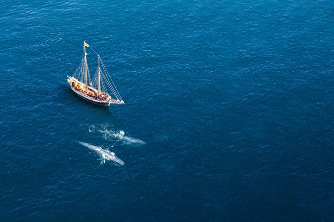 Whale Watching on a Traditional Oak Sailing Ship from Husavik - Haukur, Opal, and Hildur: the boats are part of the attraction