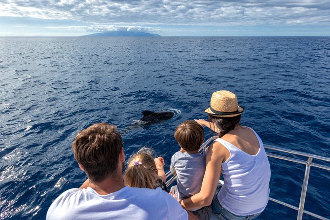Whales & Dolphins watching in exclusive sailboat - Key points to know before you sail