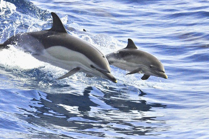 Whales & Dolphins watching in exclusive sailboat - Who will enjoy this boat trip most?
