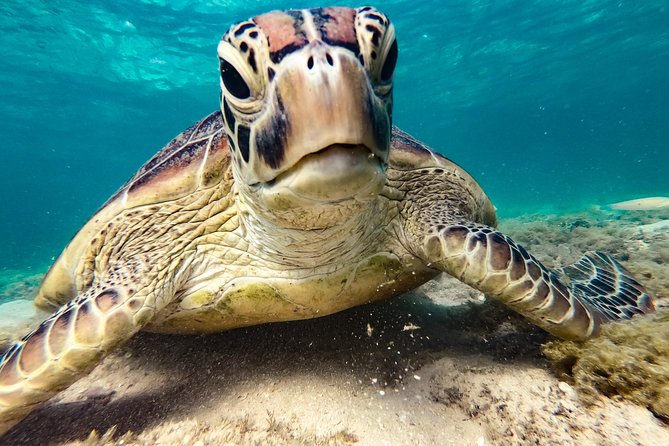 Whitsunday Islands Sail, SUP & Snorkel Tour- Small group - Food onboard: generous, fresh, and easy to manage